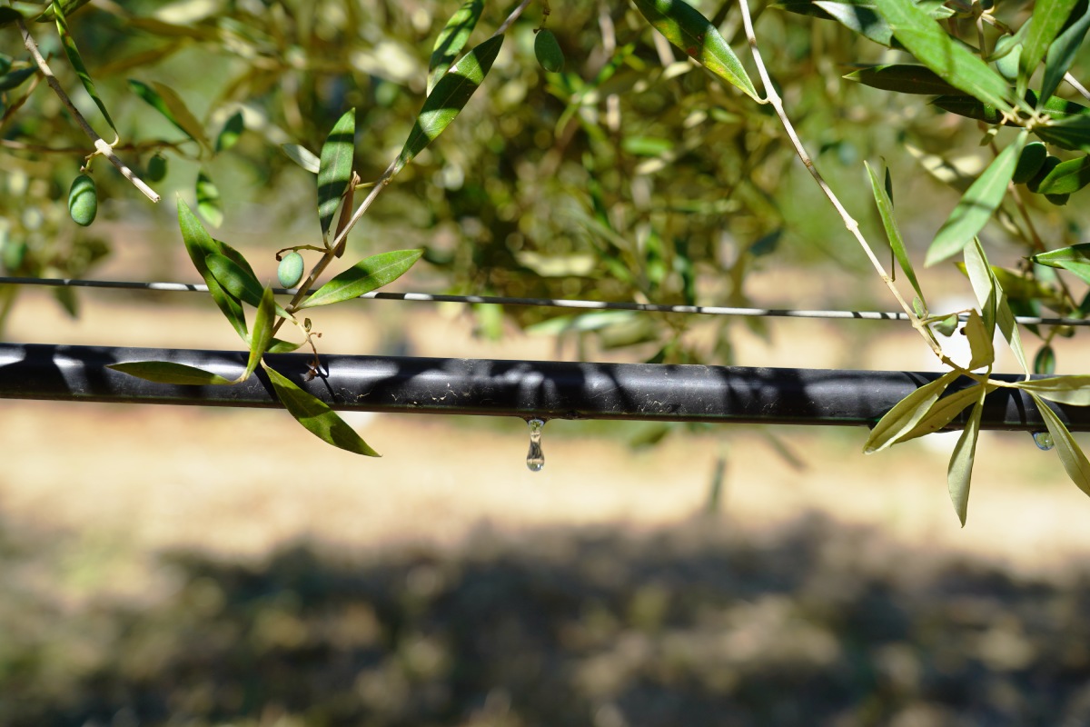 L'ala gocciolante Rivulis D5000 permette di servire anche lunghe distanze senza problemi di portata